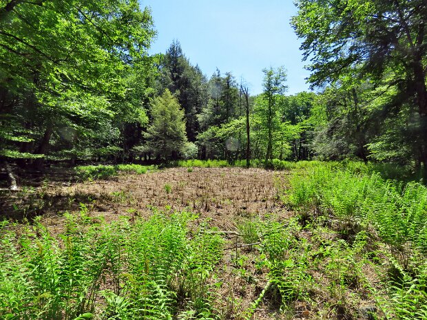 LoggersCounterJun2026