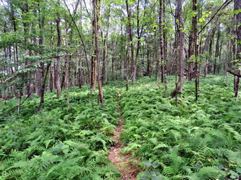 picture taken during a hike